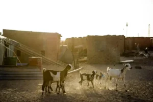 Livestock in the rural areas of Thar desert