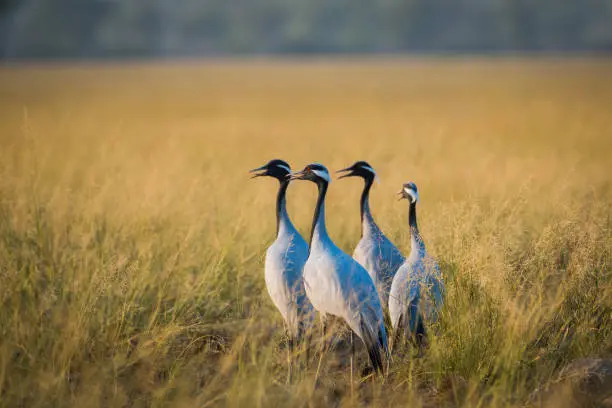 Siberian birds in thar desert