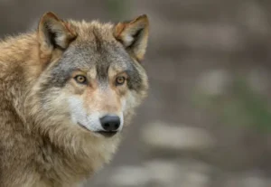 A wolf in Thar desert