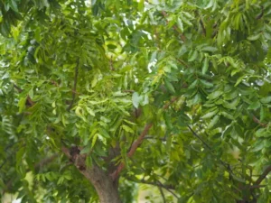 Neem: A type of tree in Indian subcontinent