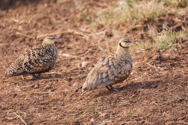 a type of bird in thar desert