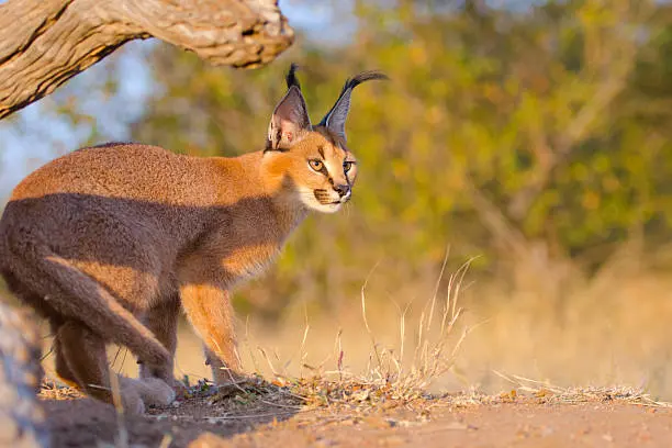 caracal in desert