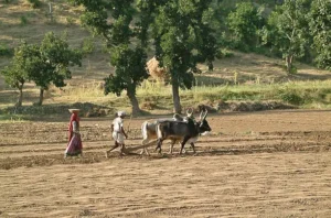 A man and a woman farming with bulls in Thar desert, Rajasthan