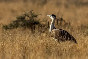 Th Great Indian Bustard in Desert National Park, Barmer and Jaisalmer