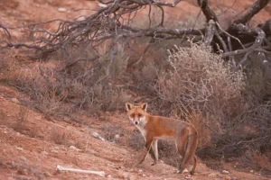 Red Fox in Thar desert