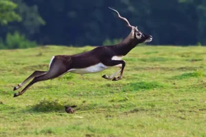 Blackbuck, Jodhpur, Bishnoi