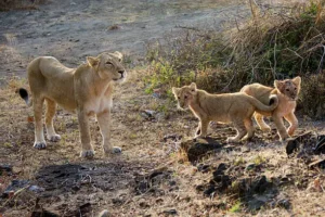 Asiatic cat in Thar desert, Gujrat