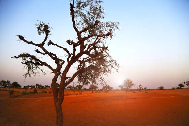 khejri in thar desert, rajasthan