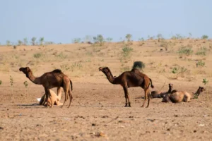 Number of Indian Camels in Thar desert