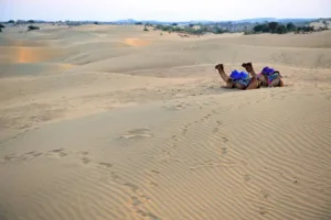 Two Camels sitting in Thar desert, Jaisalmer