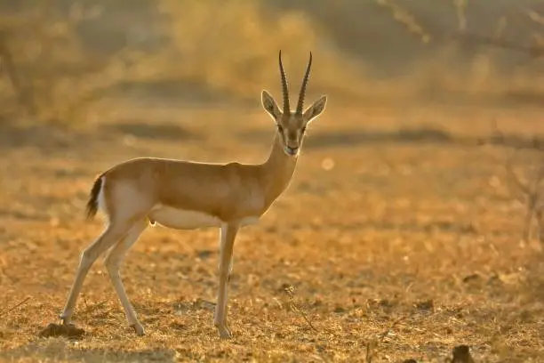 chinkara in jodhpur, loved by bishnoi community