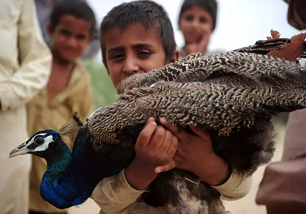 peacock in thar desert areas